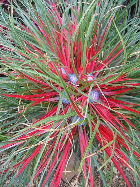 Fascicularia Plants for sale Panglobal Plants
