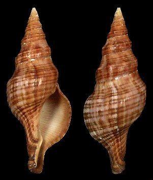 Fasciolariidae Shell Catalogue Family FASCIOLARIIDAE