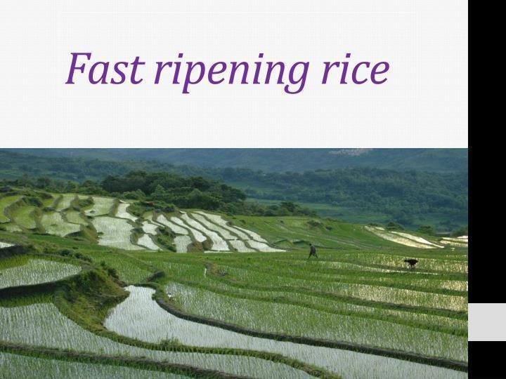 Fast ripening rice Fast ripening rice