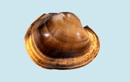 Fat pocketbook pearly mussel wwxinhsillinoisedufiles381339163769129GIF