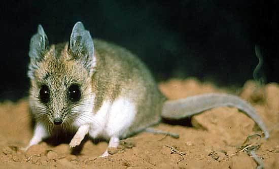 Fat-tailed dunnart Fattailed Dunnart v Shorttailed Pygmy Monitor