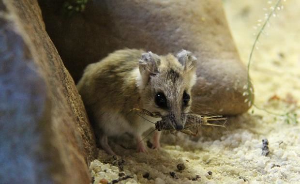 Fat-tailed dunnart Fattailed Dunnart Zoos Victoria