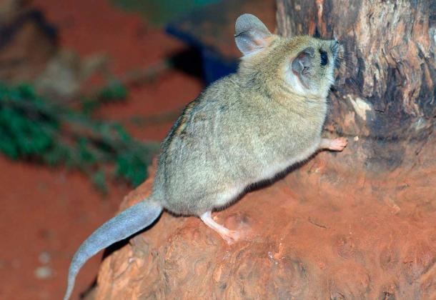 Fat-tailed dunnart Fattailed Dunnart Biodiversity of the Western Volcanic Plains