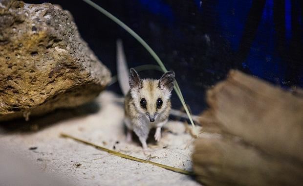 Fat-tailed dunnart Fattailed Dunnart Zoos Victoria