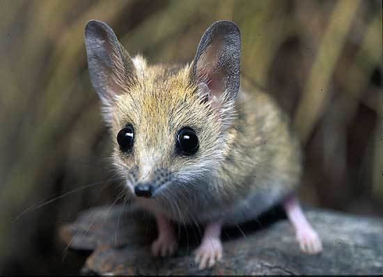 Fat-tailed dunnart Fattailed Dunnart Sminthopsis crassicaudata