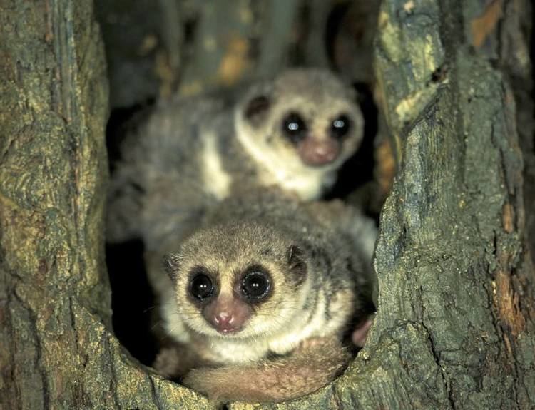 Fat-tailed dwarf lemur Zoologger The hibernating lemur that feeds on its tail New Scientist