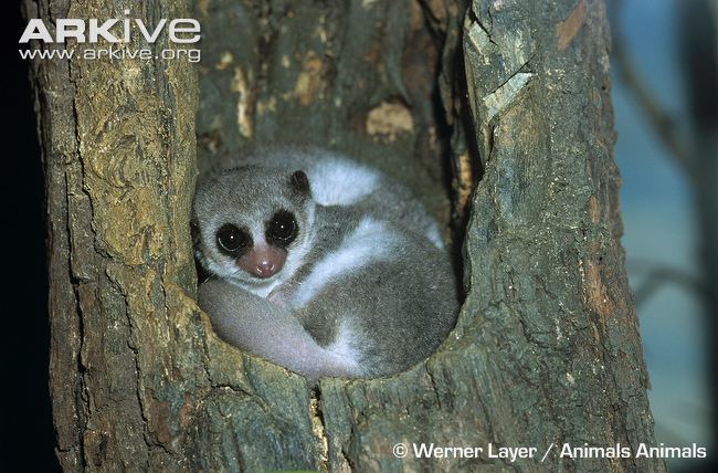 Fat-tailed dwarf lemur Western fattailed dwarf lemur photos Cheirogaleus medius ARKive