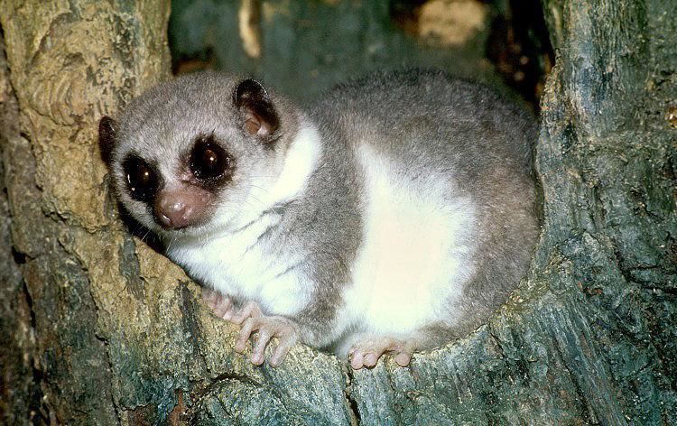 Fat-tailed dwarf lemur Cheirogaleus medius Fattailed dwarf lemur