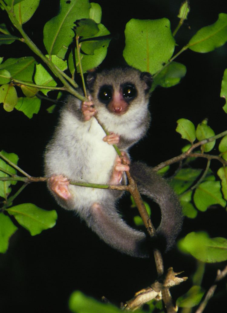 Fat-tailed dwarf lemur The Mysterious Brain of the FatTailed Dwarf Lemur the World39s Only