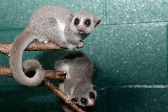 Fat-tailed dwarf lemur Duke Lemur Center Fattailed dwarf lemurs Cheirogaleus medius