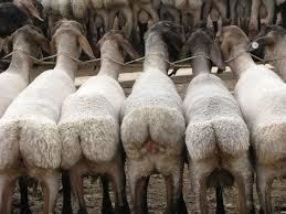 Fat-tailed sheep Fat Tail Sheep Fat Tail Sheep Suppliers and Manufacturers at