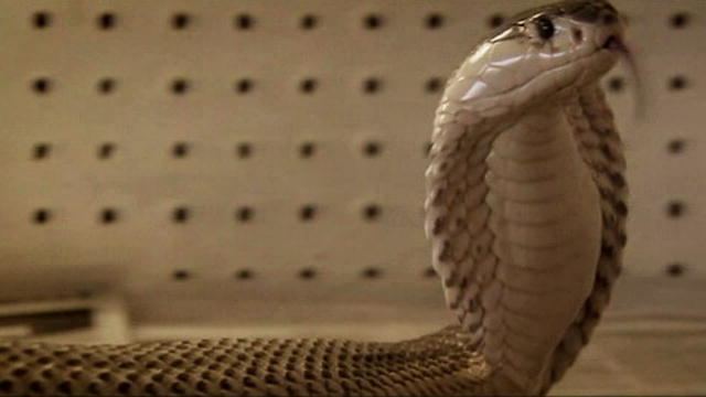 Fatal Attractions (TV series) Bitten by Deadly Cobra Fatal Attractions Animal Planet