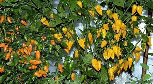 Fatalii Fatalii39s Growing Guide Prolific plants