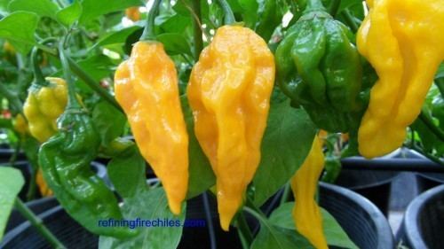 Fatalii Fatalii Hot Pepper Plants 399 Refining Fire Chiles
