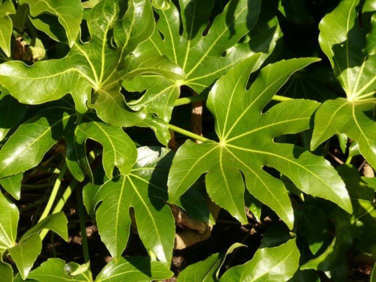 Fatsia japonica Fatsia japonica Plants Oak Leaf Gardening