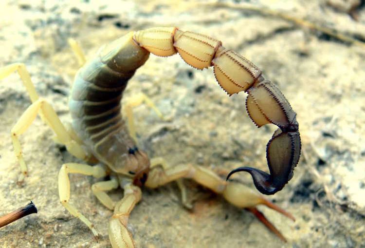 Fattail scorpion Yellow Fattail Scorpion Androctonus australis Eastern Kansas