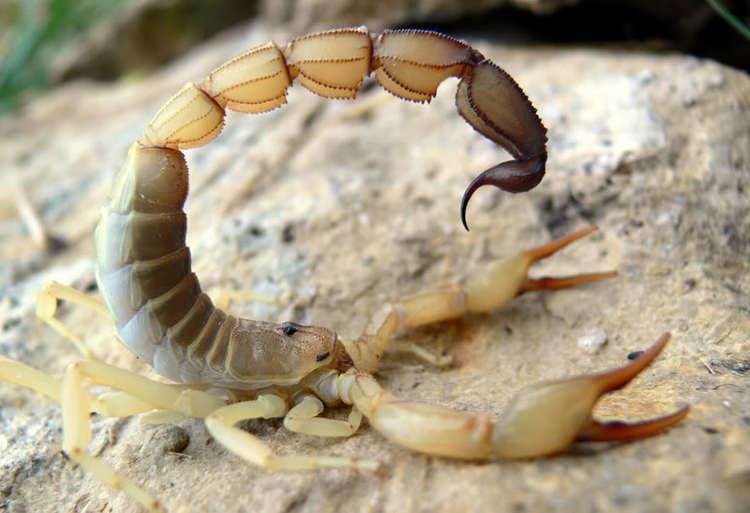 Fattail scorpion Yellow Fattail Scorpion Androctonus australis Eastern Kansas