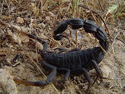 Fattail scorpion httpsuploadwikimediaorgwikipediacommonsthu
