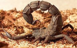 Fattail scorpion Fattail scorpion CreationWiki the encyclopedia of creation science