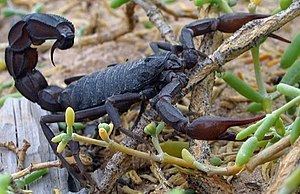 Fattail scorpion Fattail scorpion Wikipedia
