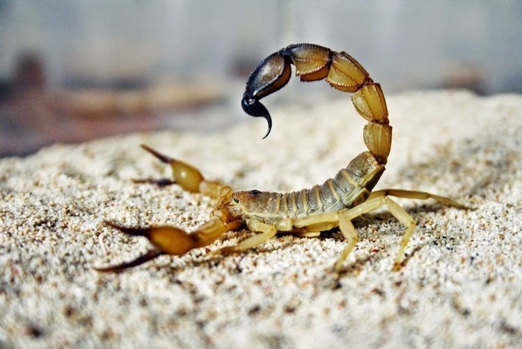 Fattail scorpion Pashudhan and Animal Science Fat tail Scorpion world39s most