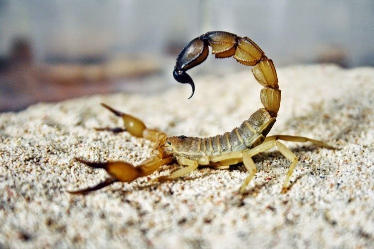 Fattail scorpion - Alchetron, The Free Social Encyclopedia