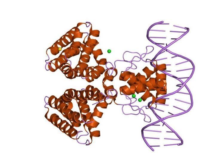 Fatty acid metabolism regulator protein FadR