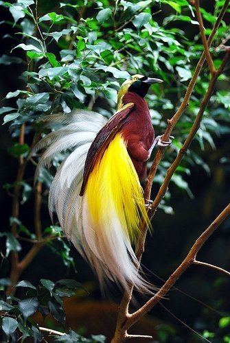 Fauna of New Guinea