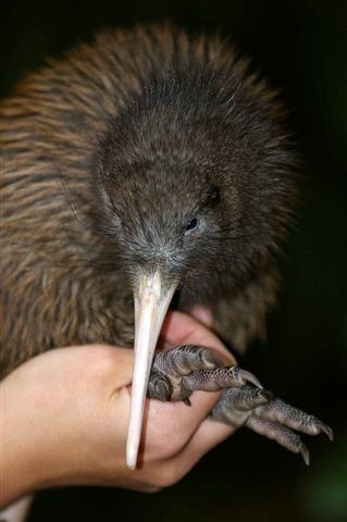 Fauna of New Zealand
