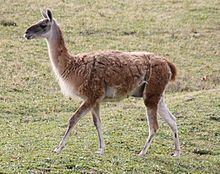 Fauna of the Andes httpsuploadwikimediaorgwikipediacommonsthu