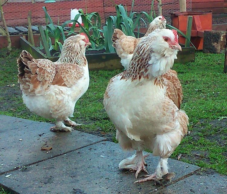 Faverolles chicken httpswwwomletcoukimagesoriginalsfaverolle