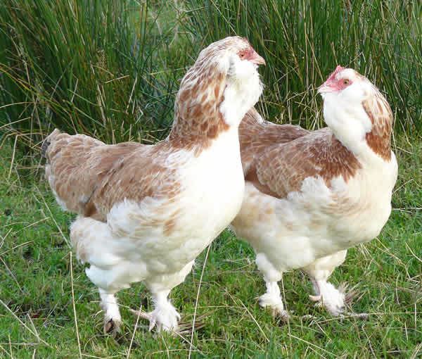 Faverolles chicken Faverolle For Sale Chickens Breed Information Omlet