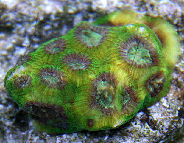 Favia Favia Coral Care Corals for Sale Berghia Nudibranch and other