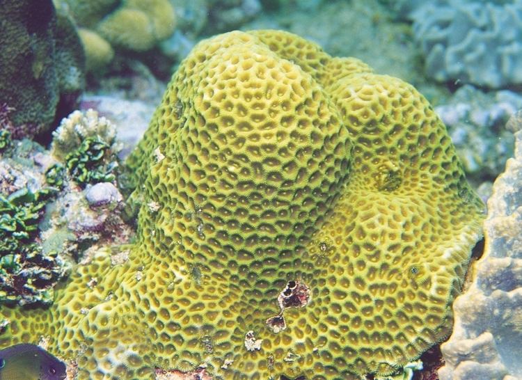 Favites Favites abdita Corals of the World Photos maps and information