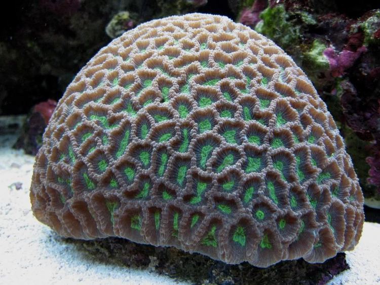 Favites Brain Coral Favites Platygyra Something Else Reef Central
