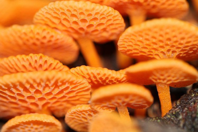 Favolaschia calocera Orange pore fungi Favolaschia calocera From wwwterrain Flickr