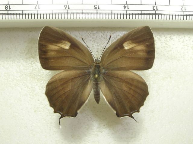 Favonius orientalis imomusiyaocnknetdataimomusiyaproduct201219F
