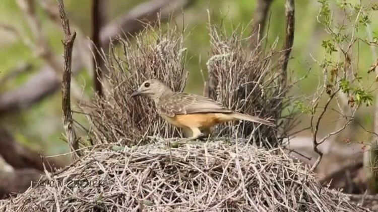 Fawn-breasted bowerbird Fawnbreasted Bowerbird in Iron Range Australia filmed in HD by