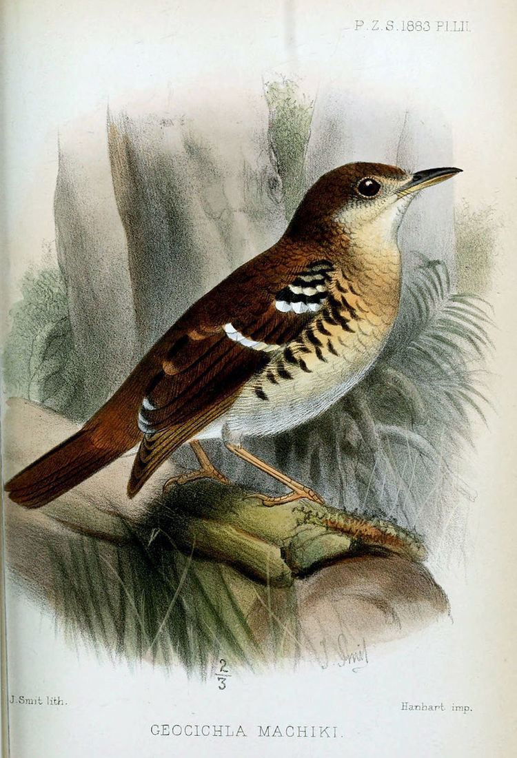 Fawn-breasted thrush