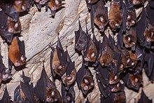 Fawn leaf-nosed bat httpsuploadwikimediaorgwikipediacommonsthu