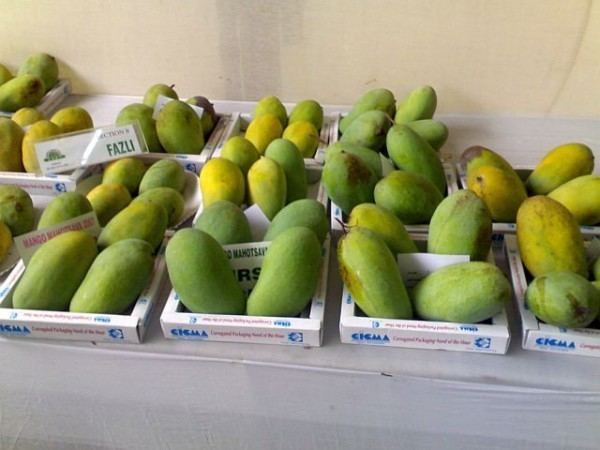 Fazli (mango) httpswwwrajshahibazaarcomimagesproducts164