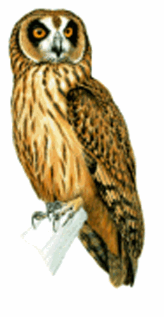 Fearful owl Fearful Owl Nesasio solomonensis Planet of Birds