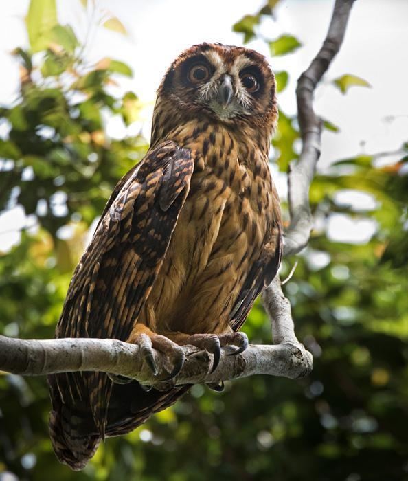 Fearful owl Fearful Owl Nesasio solomonensis Finding the rare and seldom seen