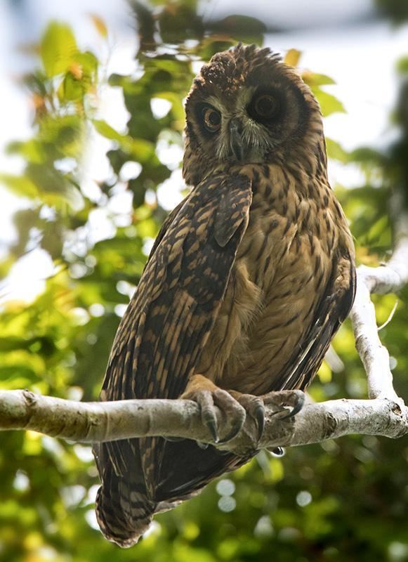 Fearful owl Fearful Owl Nesasio solomonensis videos photos and sound