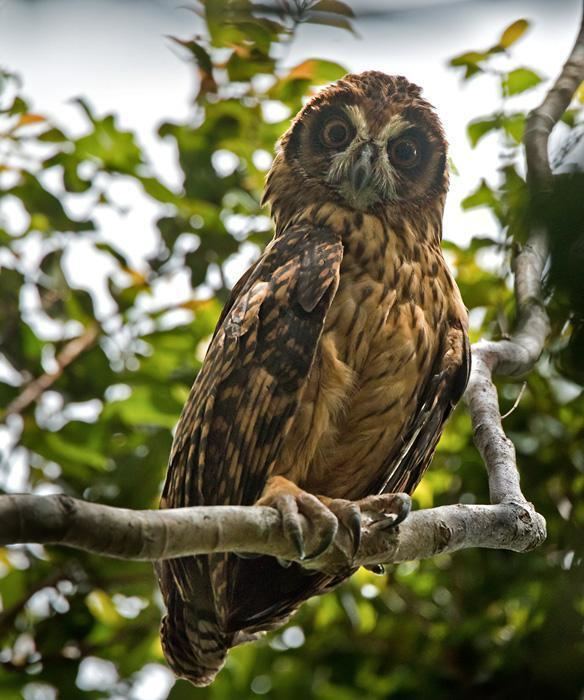 Fearful owl Fearful Owl Nesasio solomonensis videos photos and sound