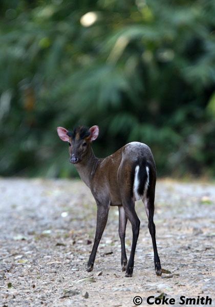 Fea's muntjac Muntjac Thailand39s Barking Deer Wildlife Photography in Thailand