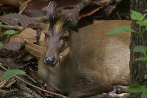 Fea's muntjac Fea39s Muntjac Deer Pictures
