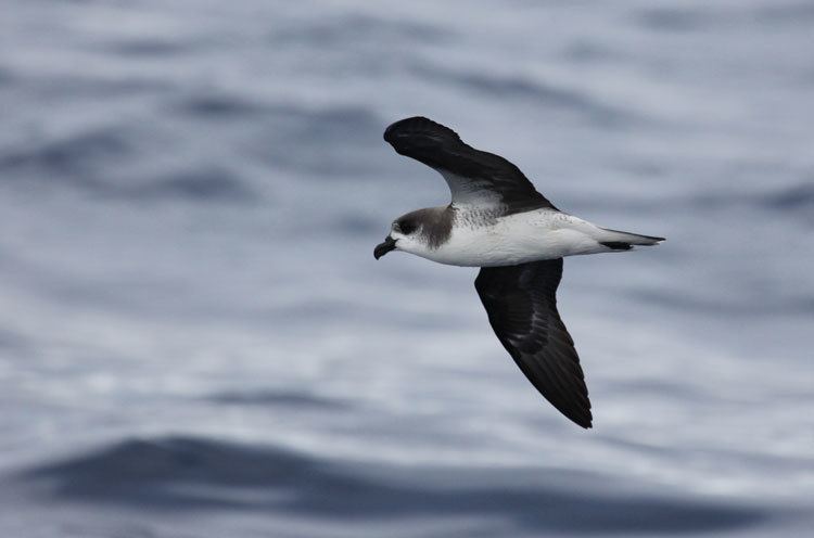 Fea's petrel Surfbirds Online Photo Gallery Search Results