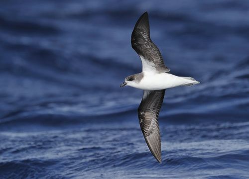Fea's petrel Surfbirds Online Photo Gallery Search Results
