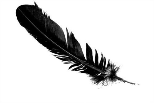 Feather The meaning and symbolism of the word Feather